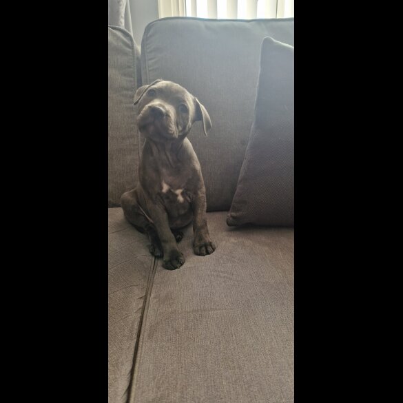 Staffordshire Bull Terrier - Both