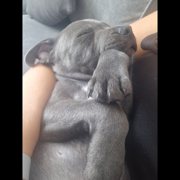 Staffordshire Bull Terrier - Both