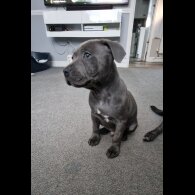 Staffordshire Bull Terrier - Both