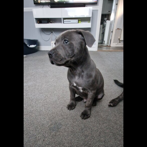 Staffordshire Bull Terrier - Both