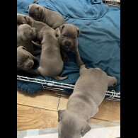 Staffordshire Bull Terrier - Both