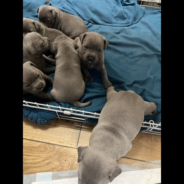 Staffordshire Bull Terrier - Both