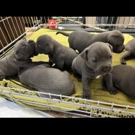 Staffordshire Bull Terrier - Both