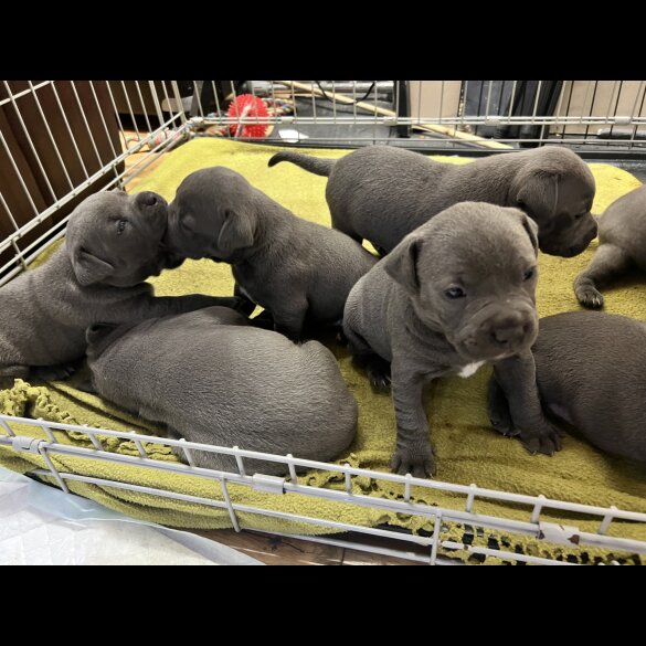 Staffordshire Bull Terrier - Both