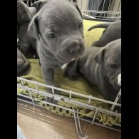 Staffordshire Bull Terrier - Both