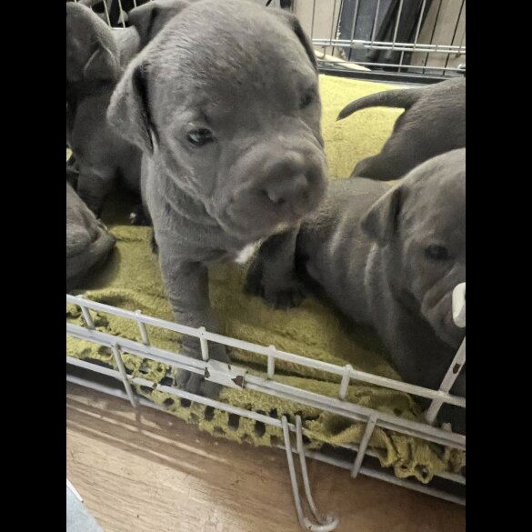 Staffordshire Bull Terrier - Both