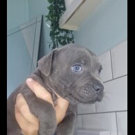 Staffordshire Bull Terrier - Both