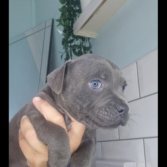 Staffordshire Bull Terrier - Both