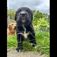 Labrador Retriever - Both