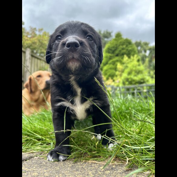 Labrador Retriever - Both