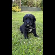 Labrador Retriever - Both
