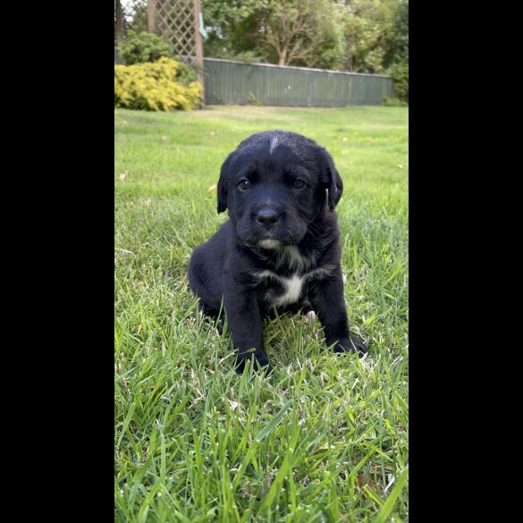 Labrador Retriever - Both