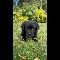 Labrador Retriever - Both