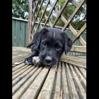 Labrador Retriever - Both