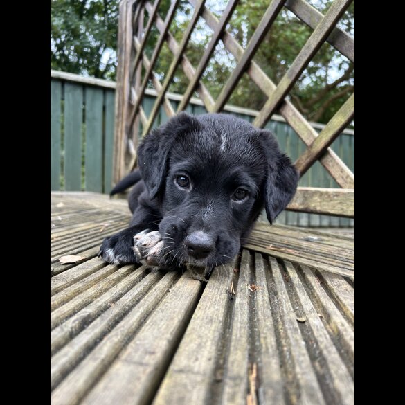 Labrador Retriever - Both