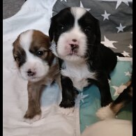 Tibetan Terrier - Both