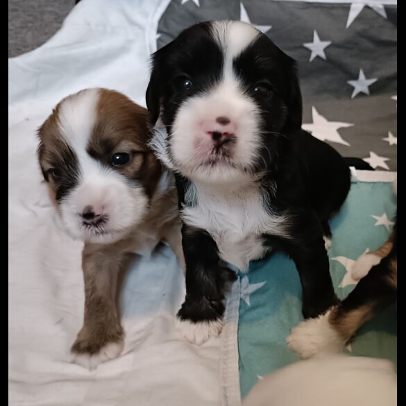 Tibetan Terrier - Both