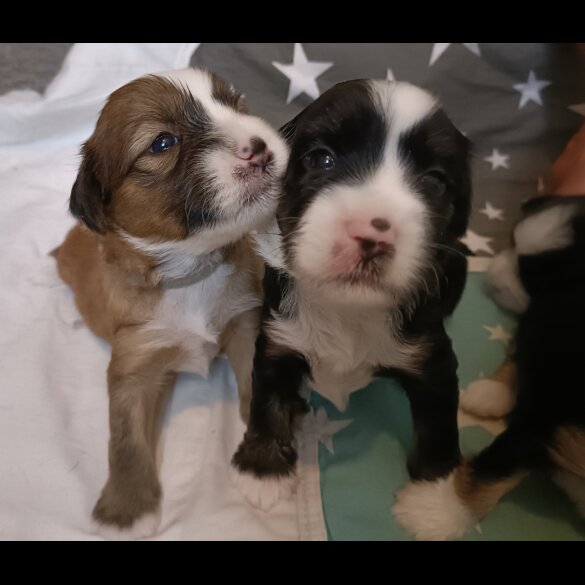 Tibetan Terrier - Both