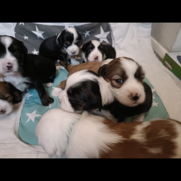 Tibetan Terrier - Both
