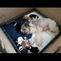 Tibetan Terrier - Both