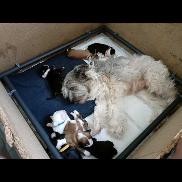 Tibetan Terrier - Both