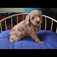 Toy Poodle - Both