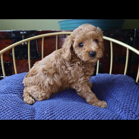 Toy Poodle - Both