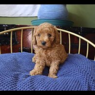 Toy Poodle - Both