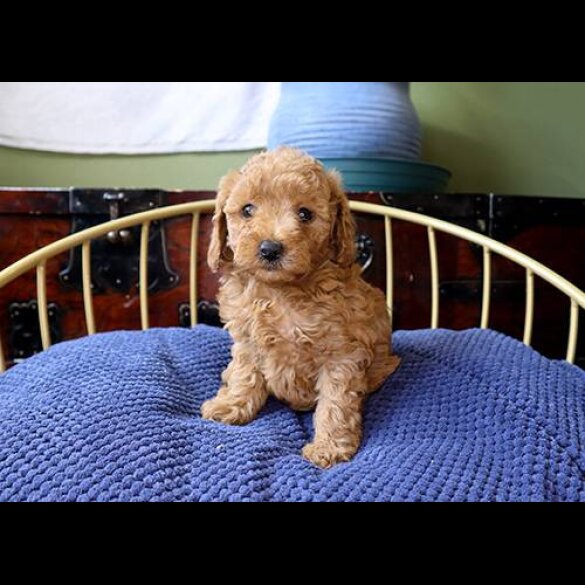 Toy Poodle - Both