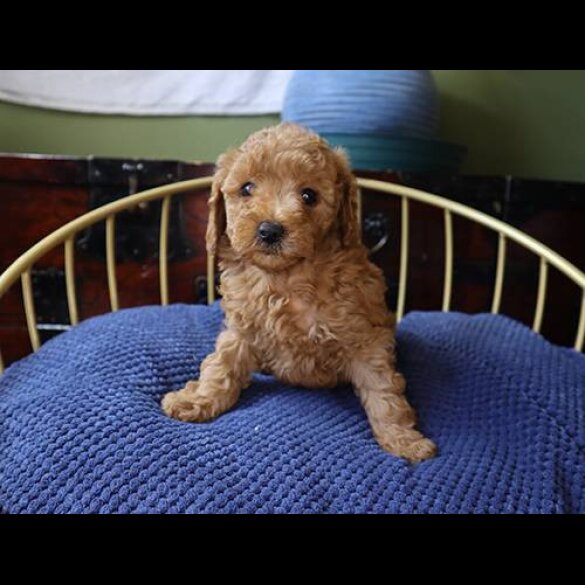 Toy Poodle - Both