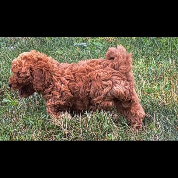 Toy Poodle - Both