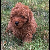 Toy Poodle - Both