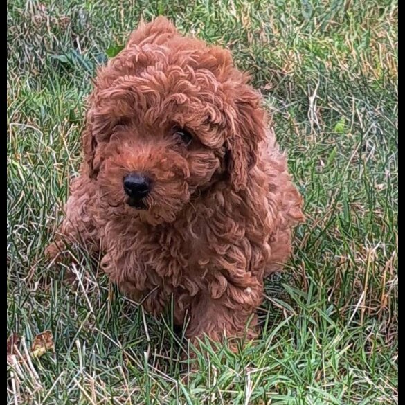 Toy Poodle - Both