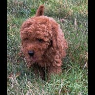 Toy Poodle - Both