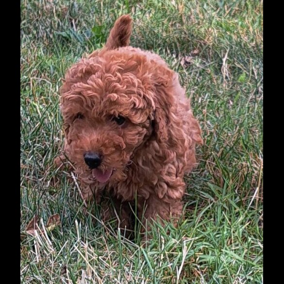 Toy Poodle - Both