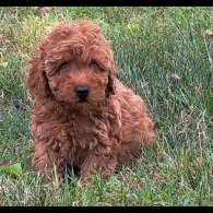 Toy Poodle - Both