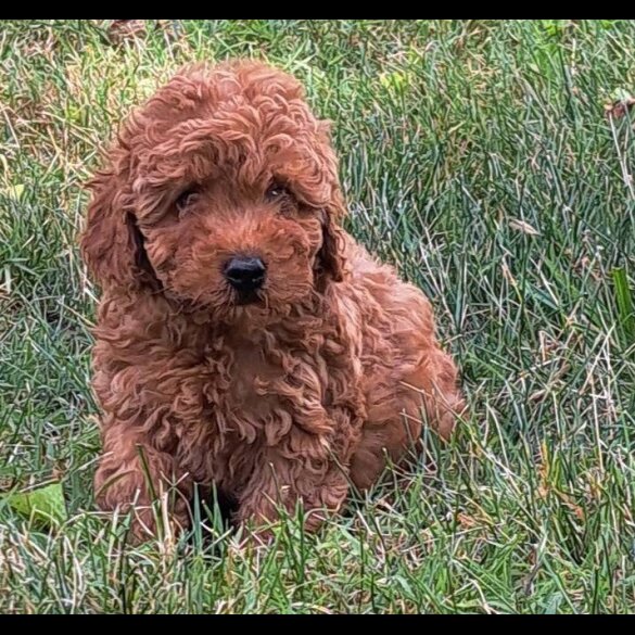 Toy Poodle - Both