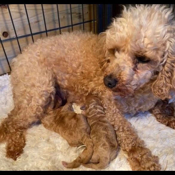 Toy Poodle - Both
