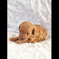 Toy Poodle - Bitches