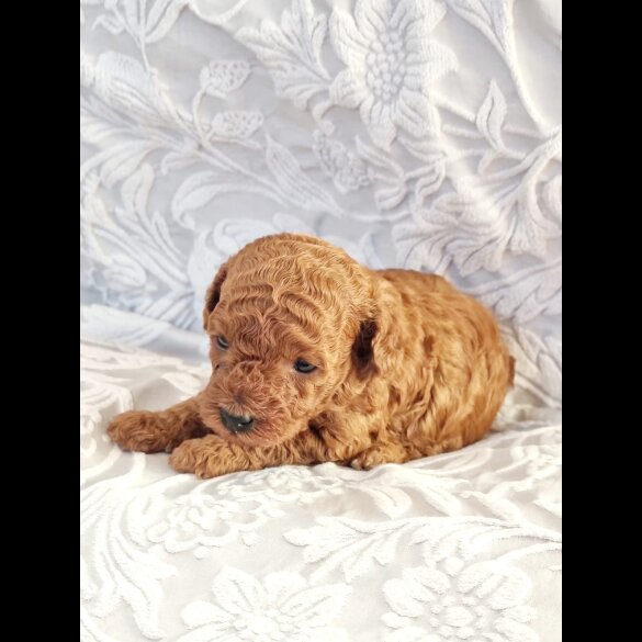 Toy Poodle - Bitches
