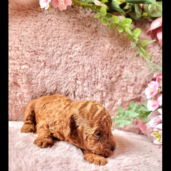 Toy Poodle - Bitches