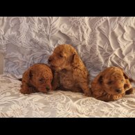 Toy Poodle - Bitches