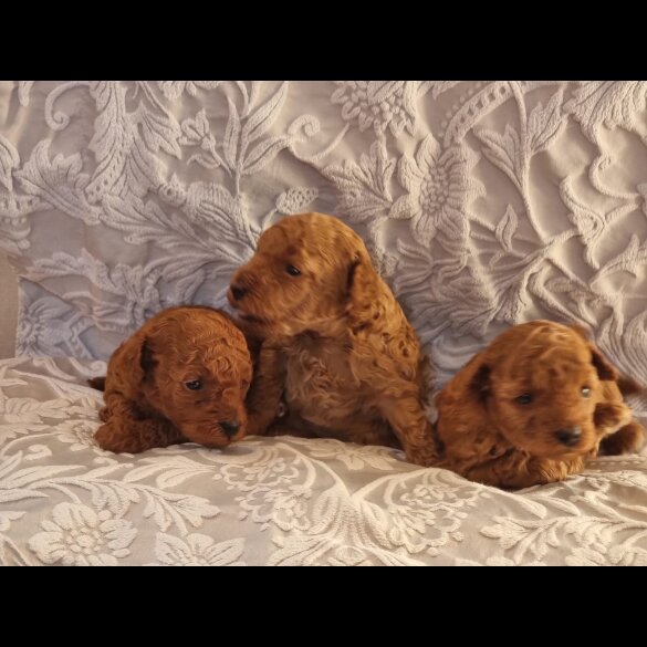 Toy Poodle - Bitches