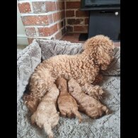 Toy Poodle - Bitches