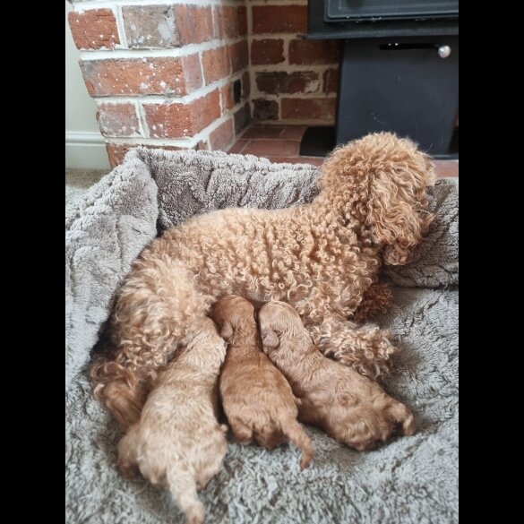 Toy Poodle - Bitches