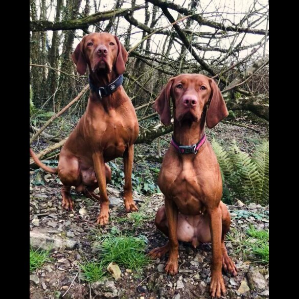 Hungarian Vizsla - Both