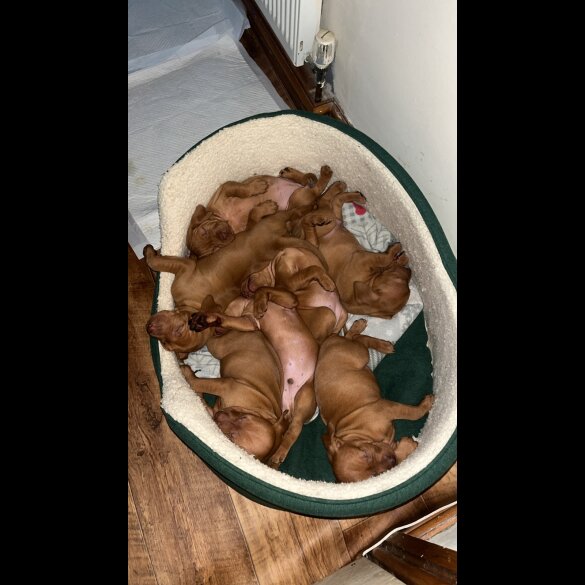Hungarian Vizsla - Both