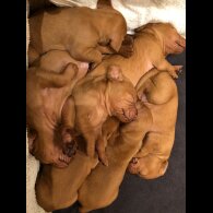 Hungarian Vizsla - Both
