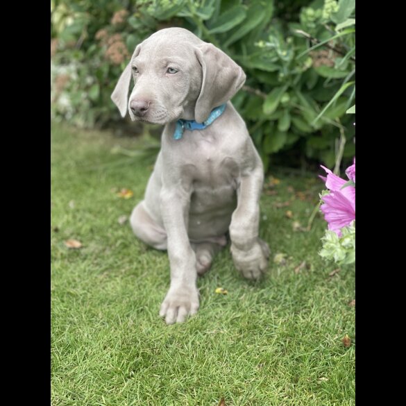 Weimaraner - Both