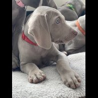 Weimaraner - Both